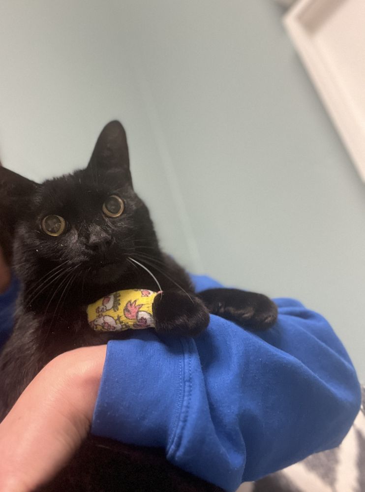 Bret Andrea - Carlsbad Animal Hospital Carlsbad