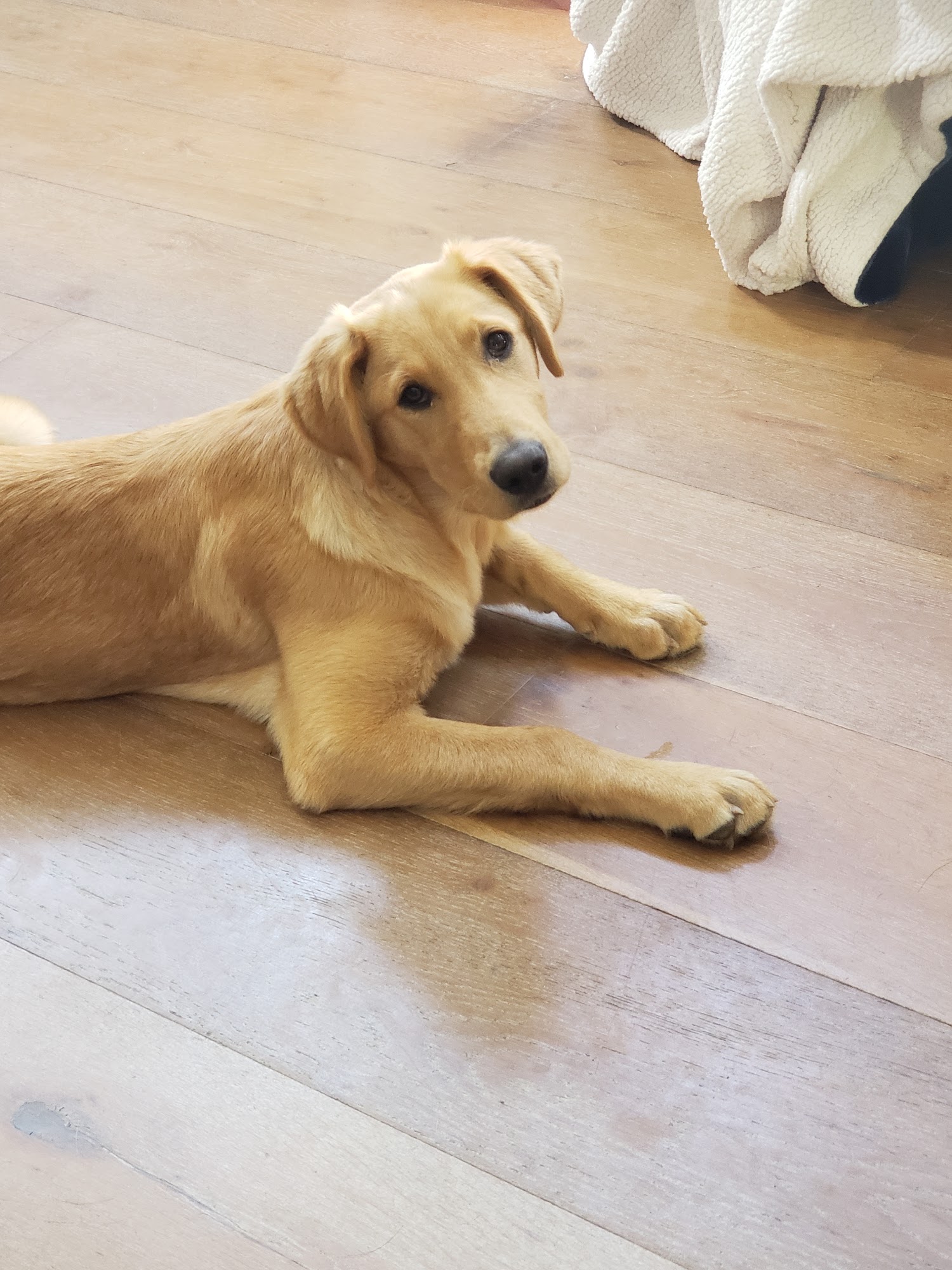 ANIMAL RESCUE RESOURCE FOUNDATION - ARRF DOES NOT HAVE A PHYSICAL SHELTER Carlsbad