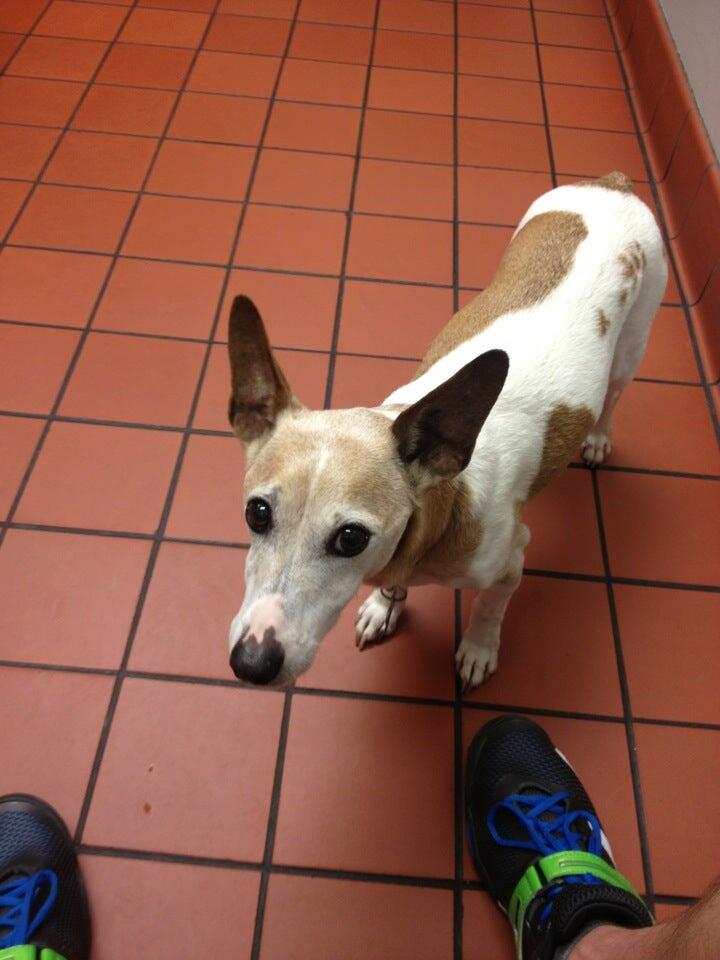 Paige Farnell, DVM Corte Madera