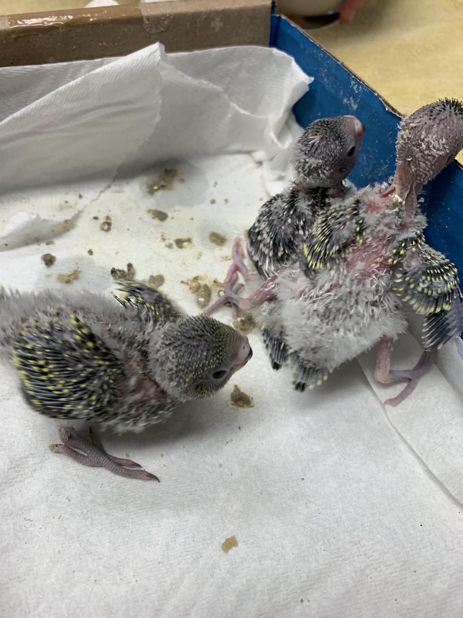 Baker Bristol Pet Hospital Costa Mesa