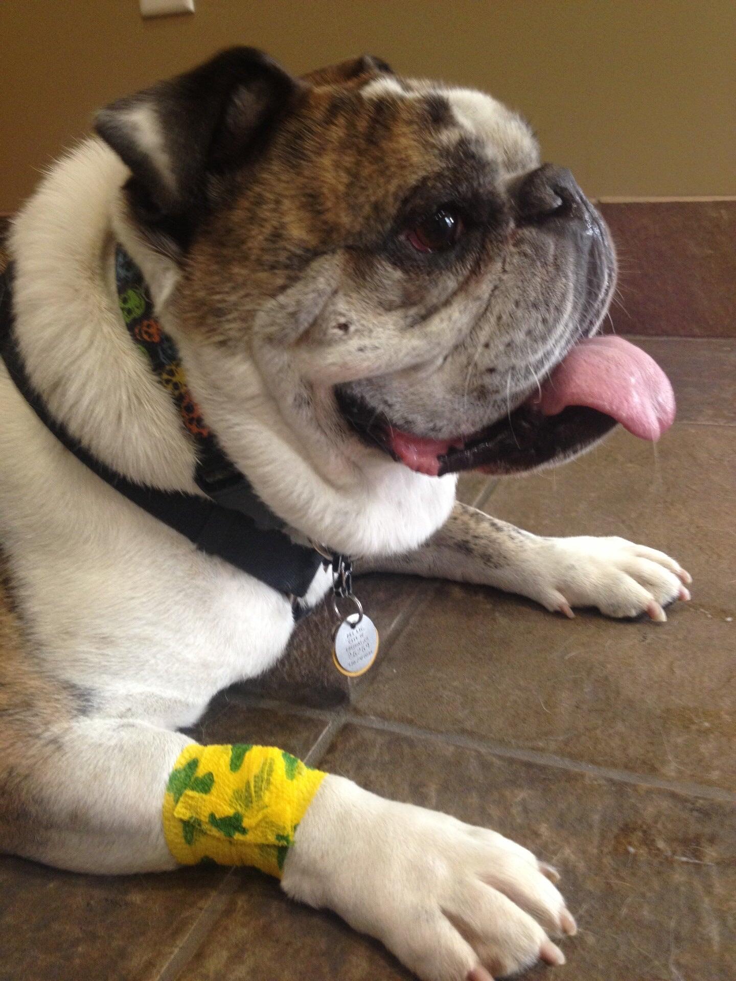 Veterinary Medical Specialists Dublin