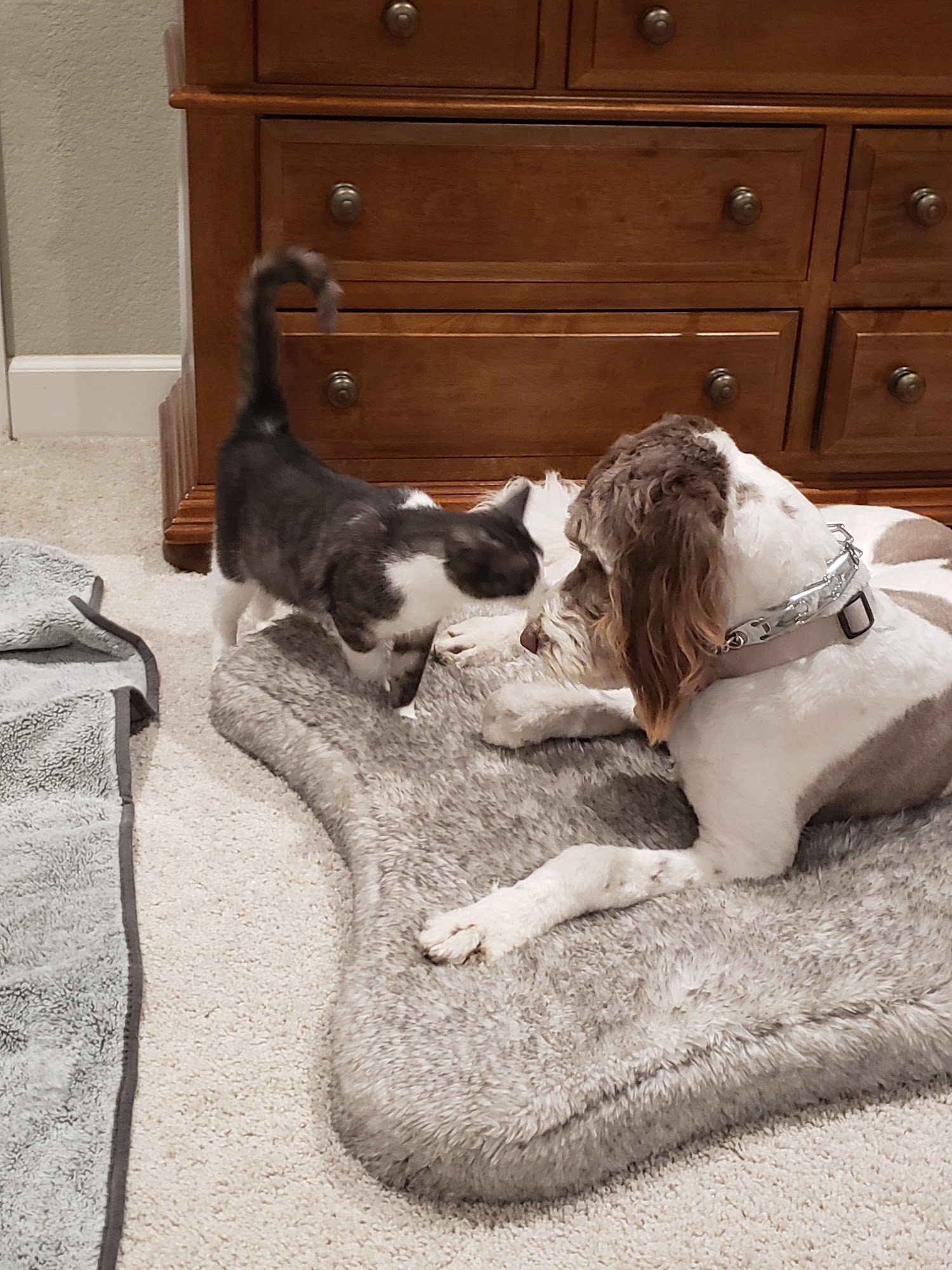 Pets To Go East Elk Grove