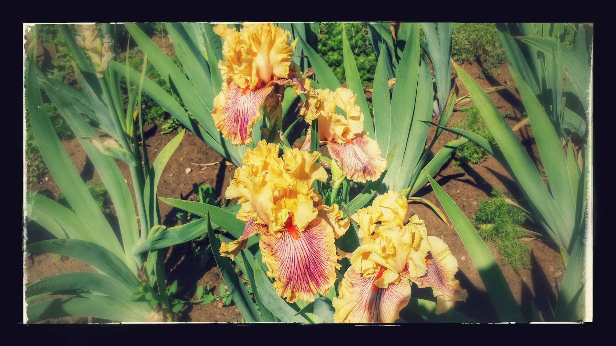 Reinhardt Ranch Elk Grove