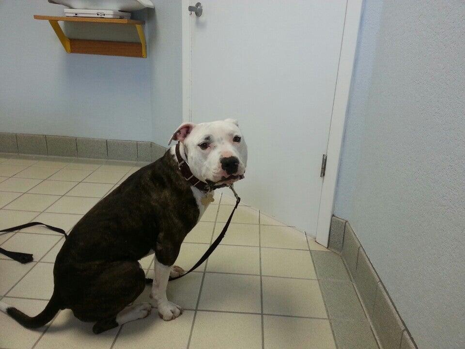 Hatton Veterinary Hospital: Gelderman Kelley DVM Elk Grove