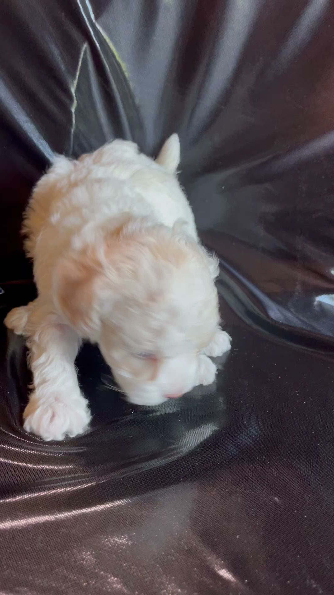 Silver Ace Poodles Elverta