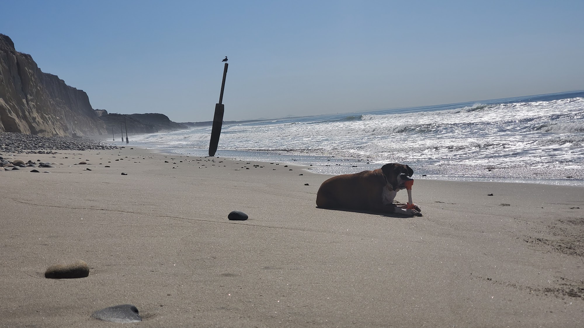 Boxer Rescue LA Encino