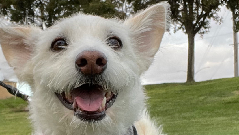 Bogie's Discount Pet Food & Supplies Fremont