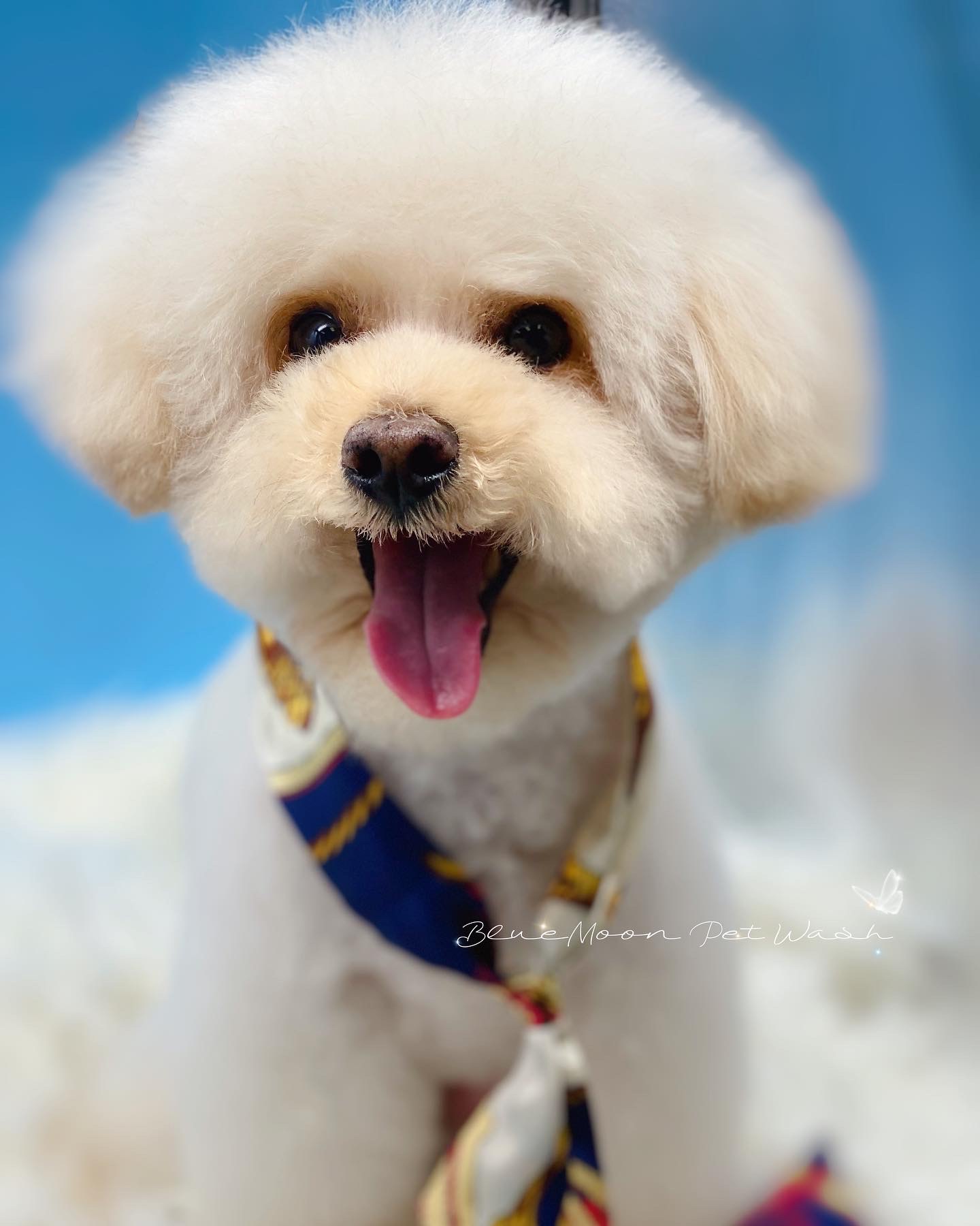 Blue Moon Pet Wash Fremont