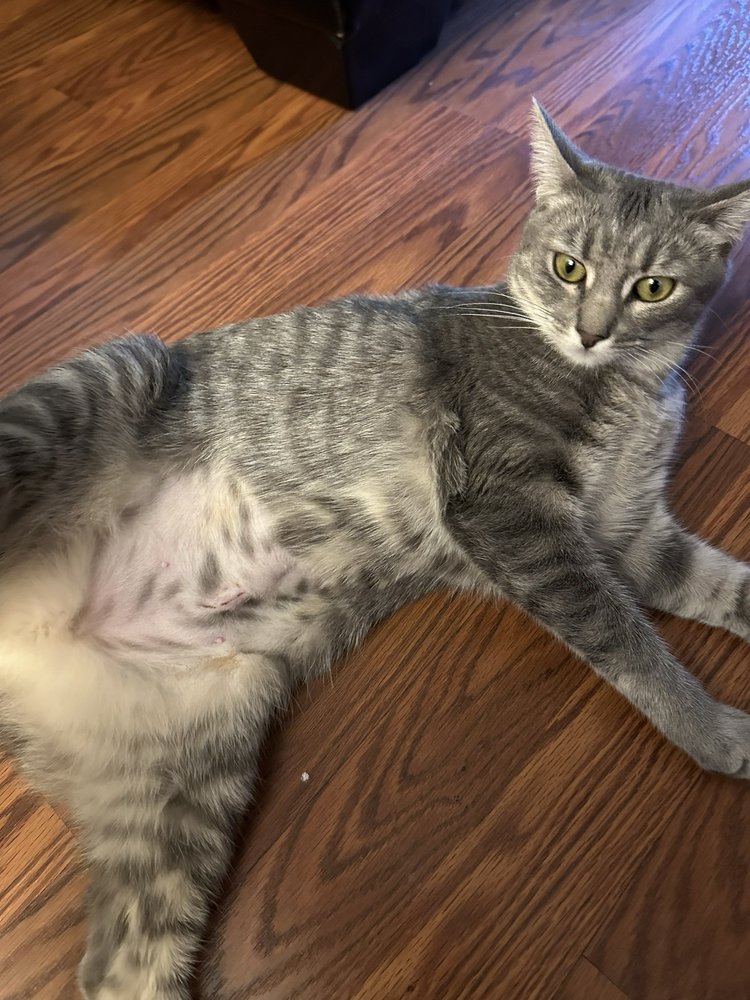 For Paws Spay & Neuter Clinic Fremont