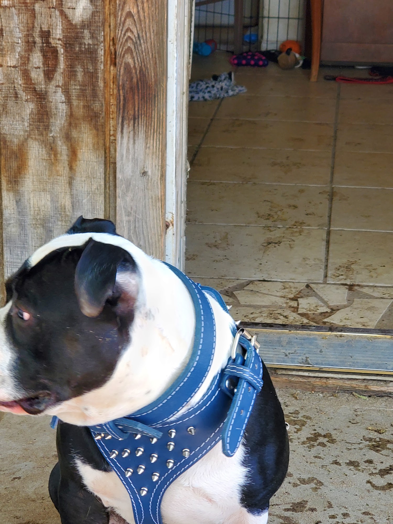 Bullerz Pet Supply Fresno