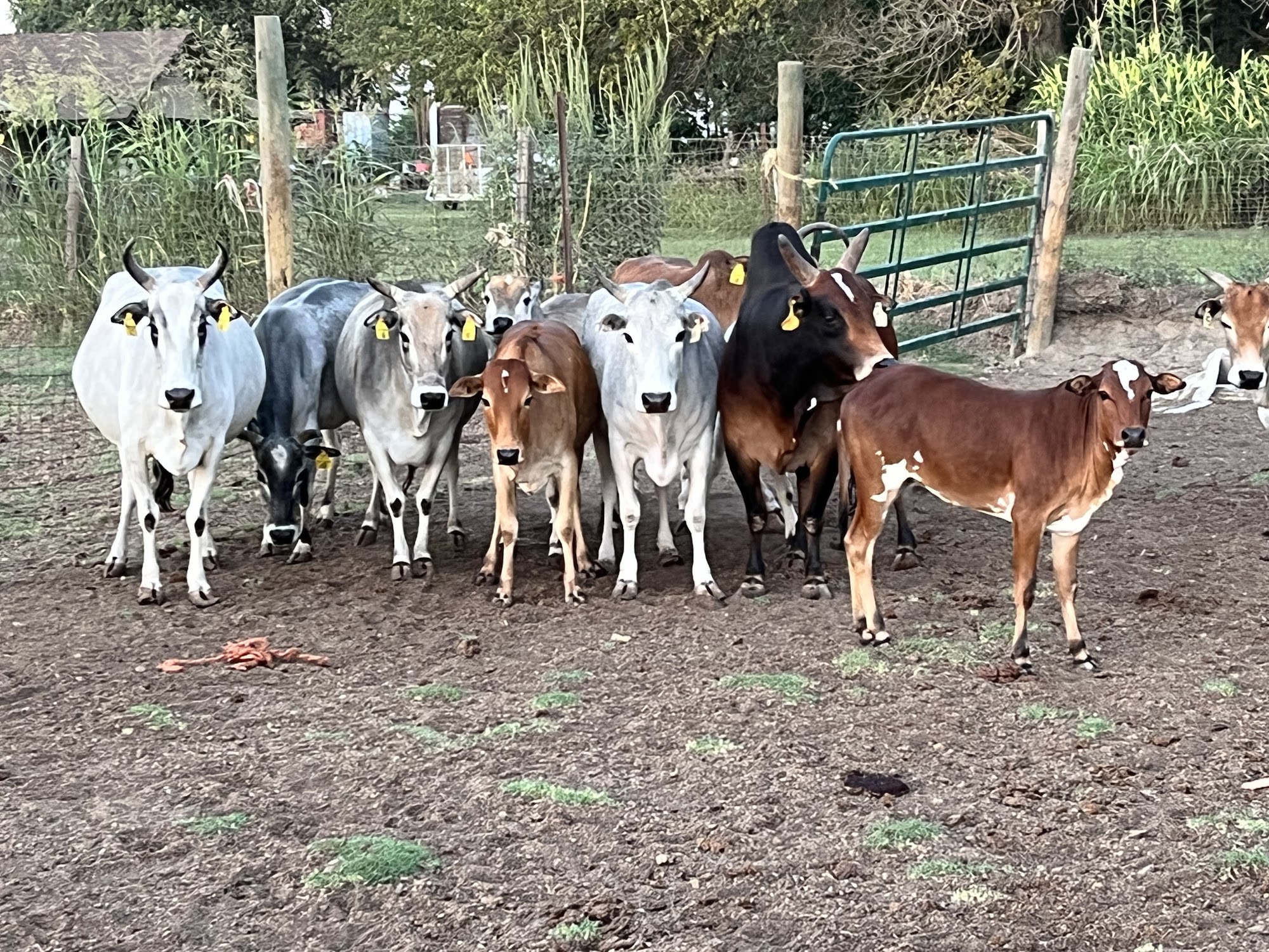 Rancho El Pino Fresno