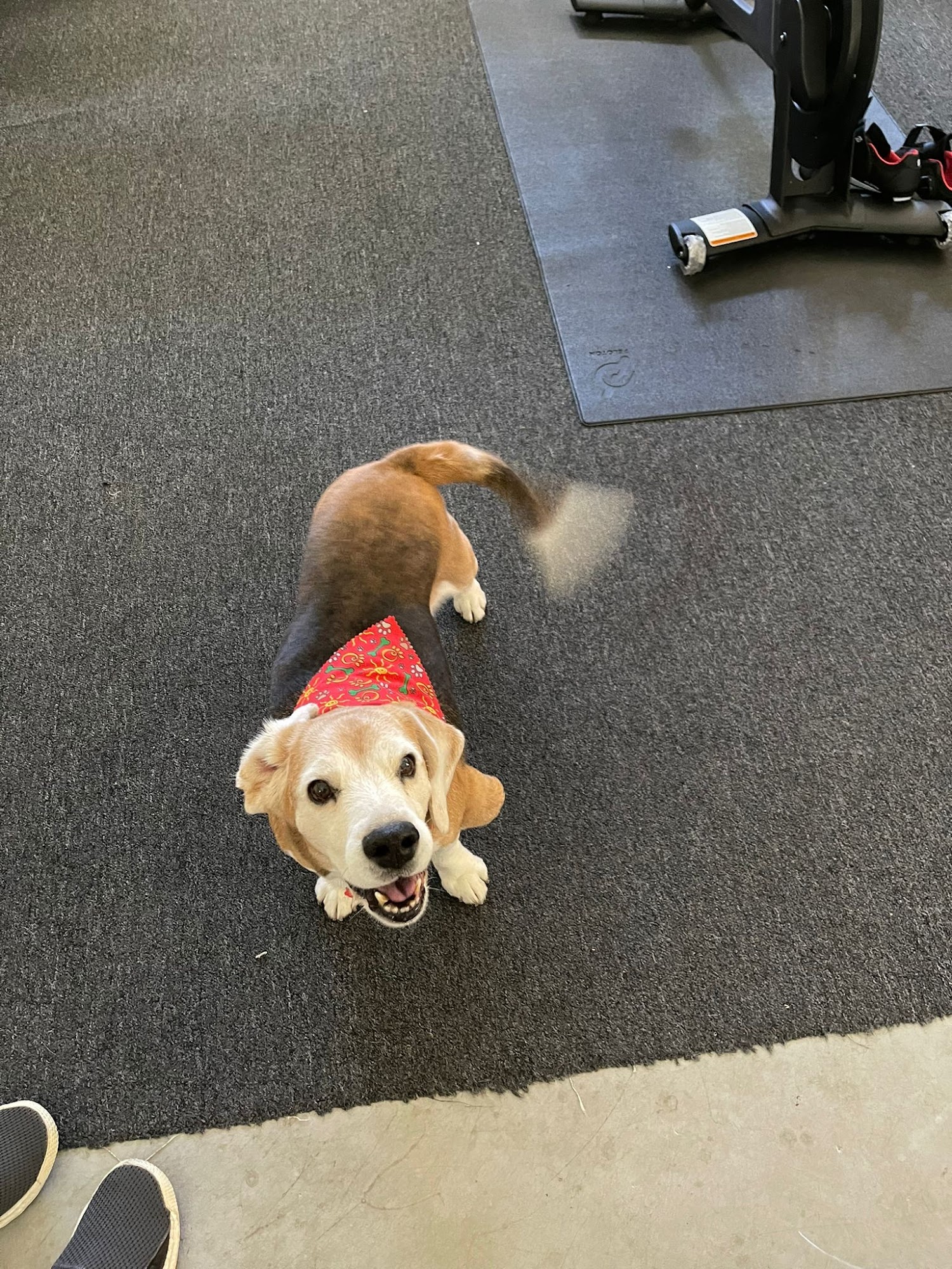 The Little Dog House Goleta