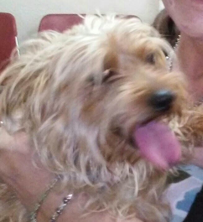 Sutter Buttes Canine Rescue Gridley