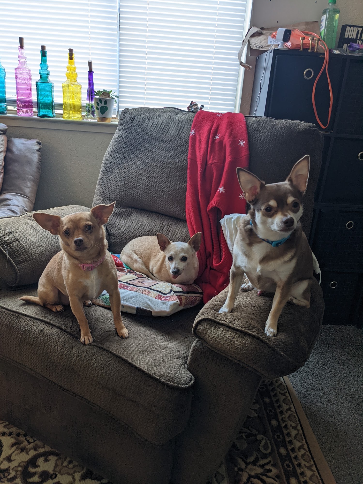 Pups N Such King City