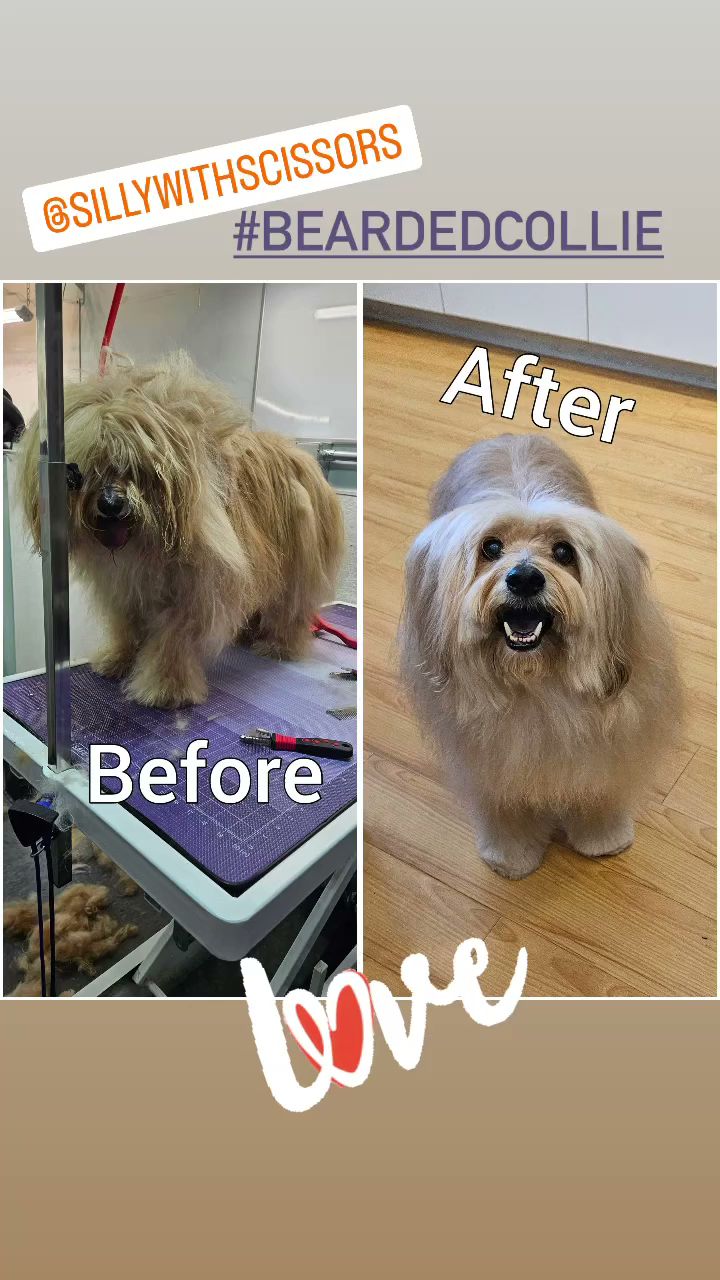 Button Nose Grooming & Pet Supply La Cañada Flintridge