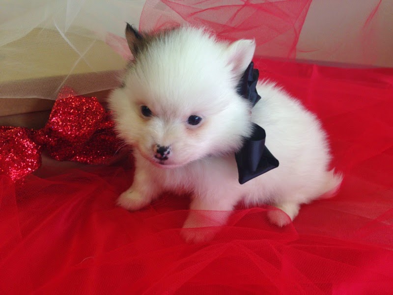 Puppy House & Grooming La Mirada