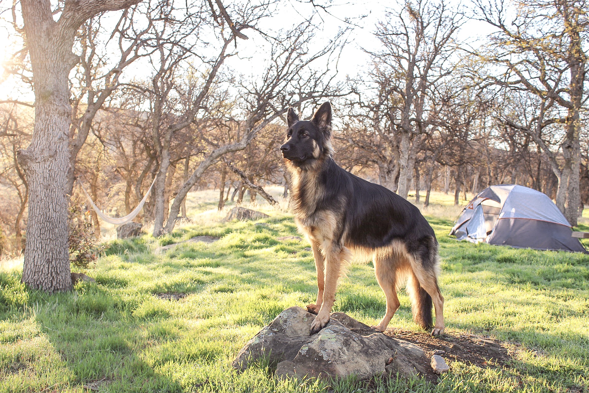 Canine Continued Education La Verne