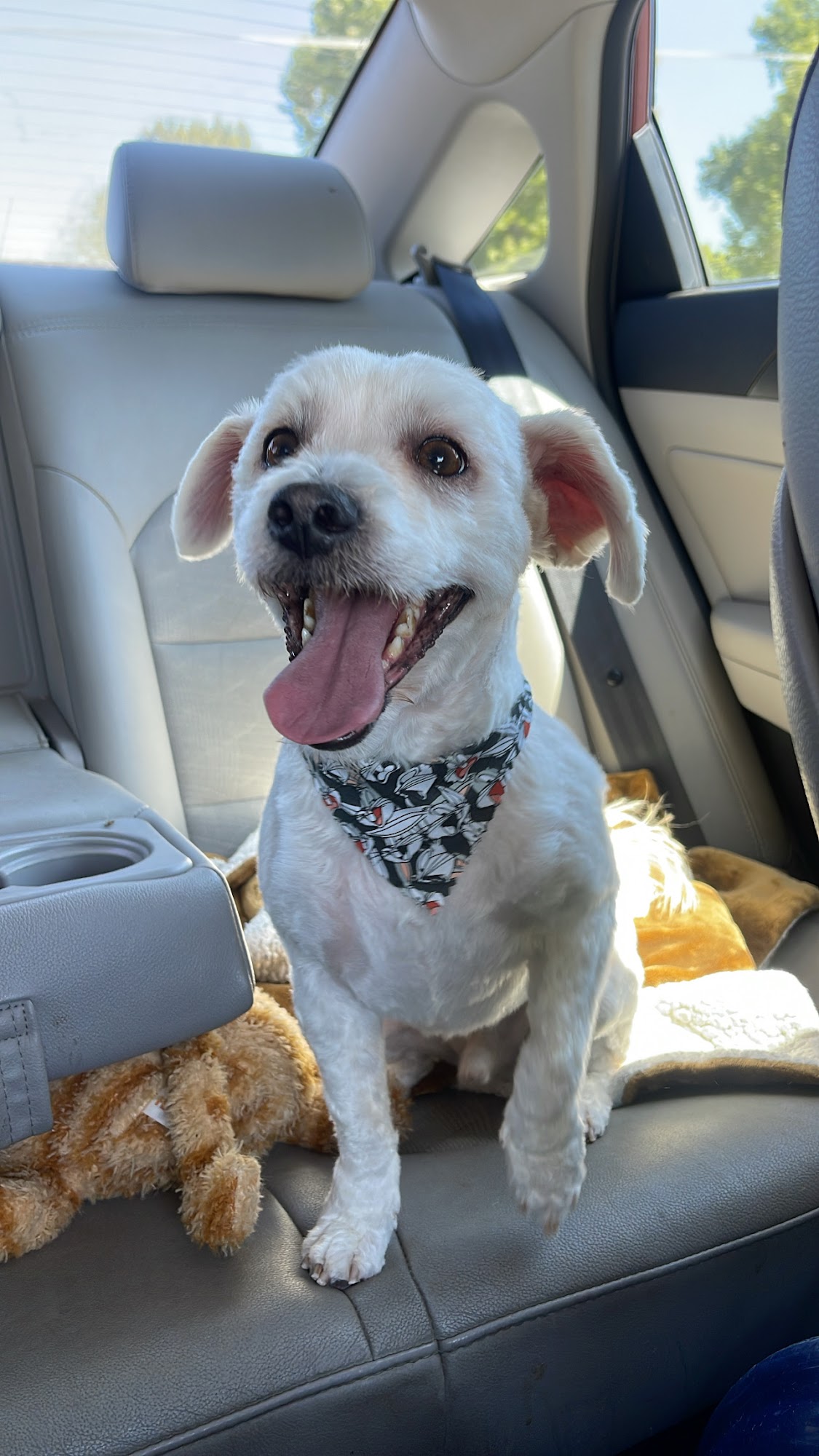 Lemoore Dog Grooming Lemoore