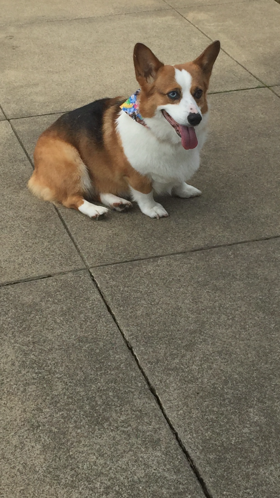 D'tails Pet Salon Lodi