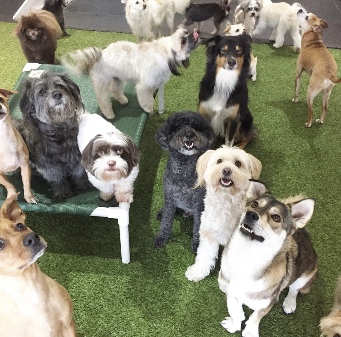 Pour La Pooch Los Angeles