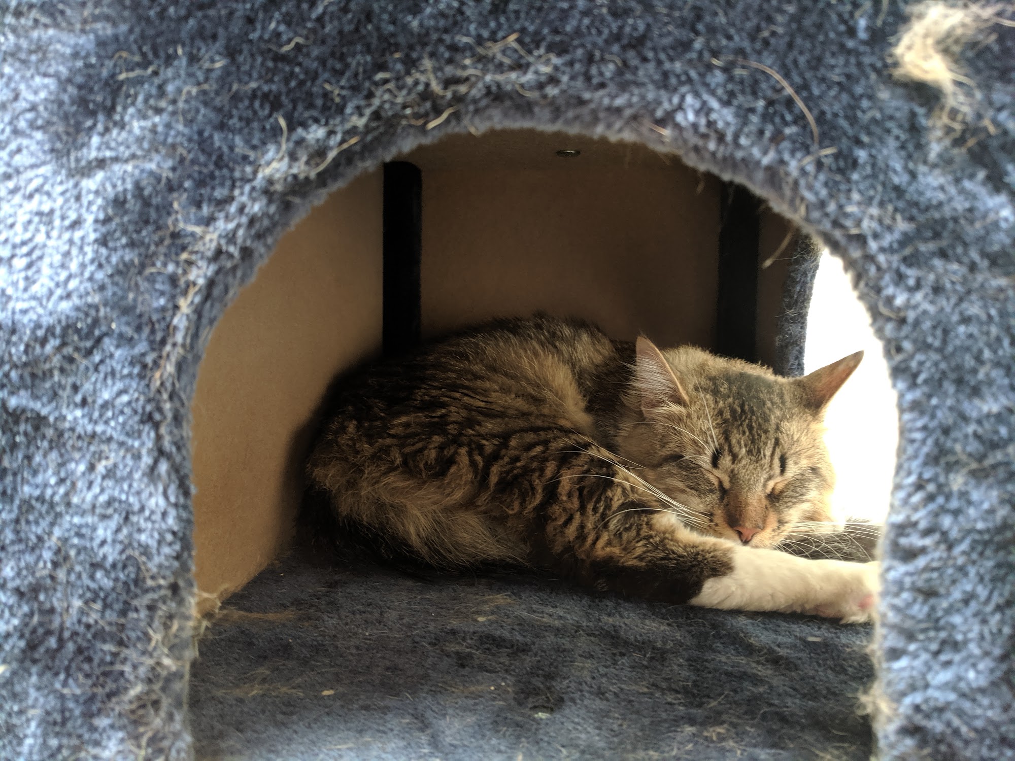 spcaLA Pet Adoption Center Los Angeles