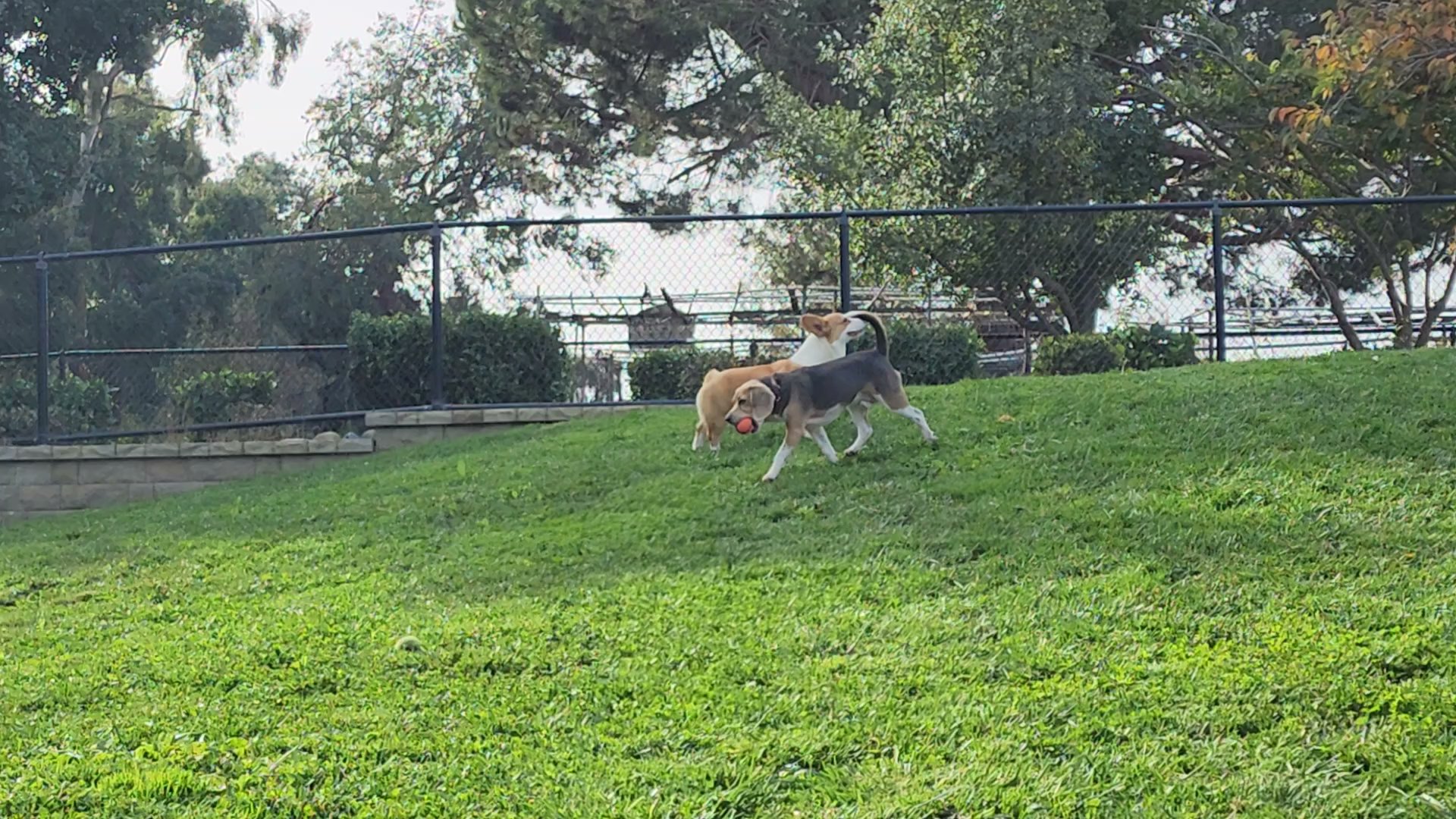 Newbark Dog Park Newark