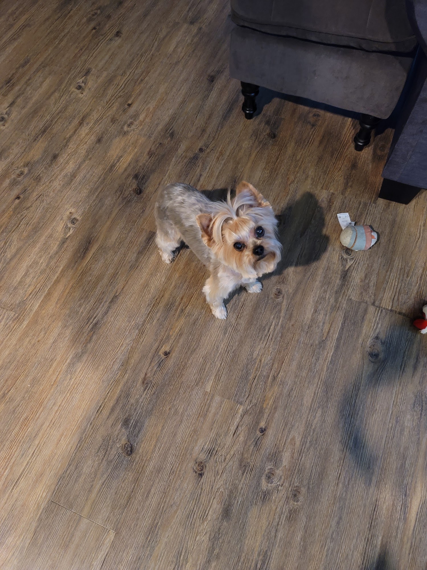 Pet Perfection Oakdale