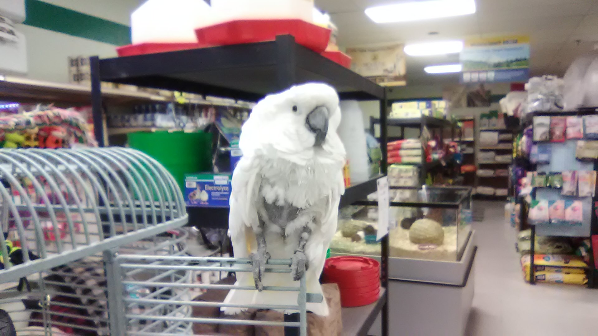Steve's Pet Shop Oakhurst