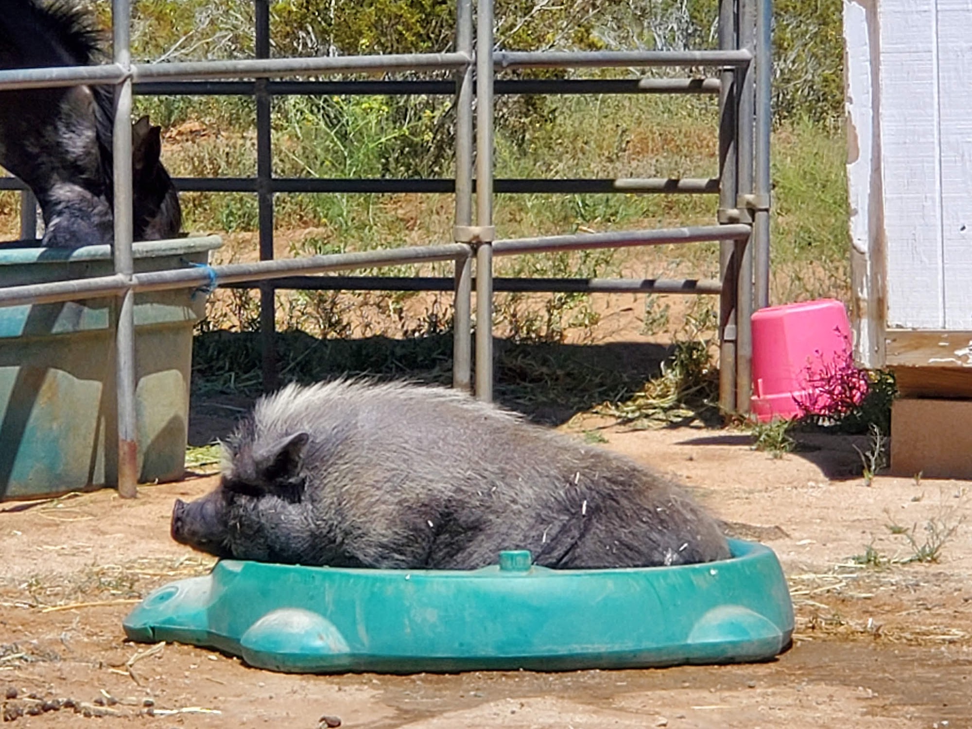 Four Points Feed Store Palmdale