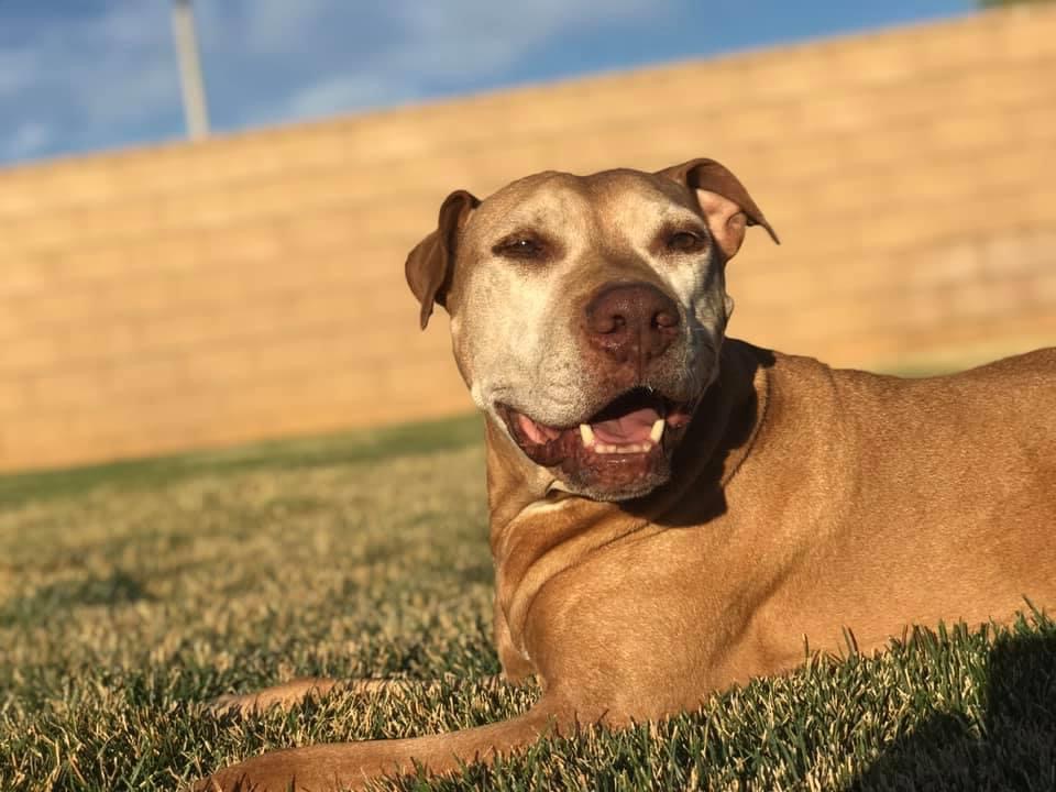 All Care Pet Clinic Palmdale