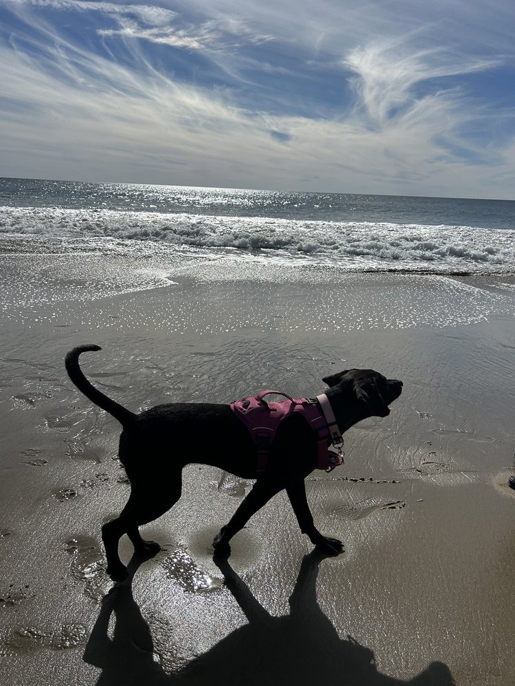 Palmdale Animal Care Center Palmdale