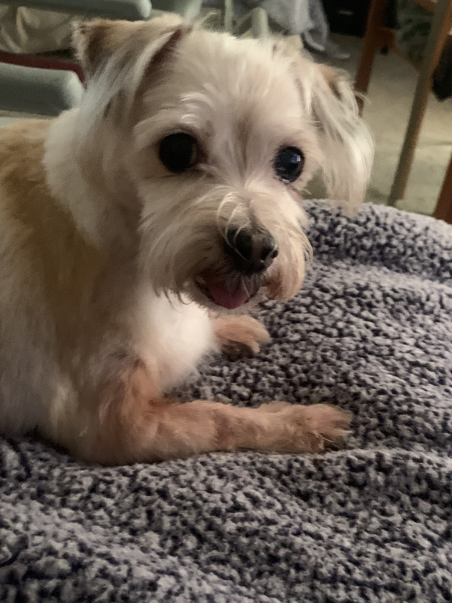 On the Spot Mobile Dog & Cat Pasadena