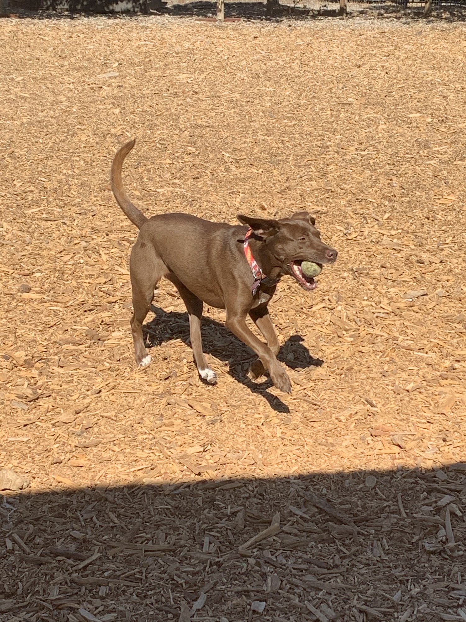 Sherwood Dog Park Paso Robles