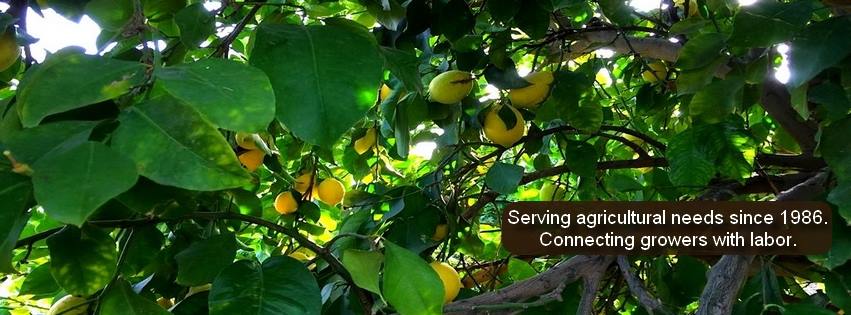 Pick Pack & Haul Inc.