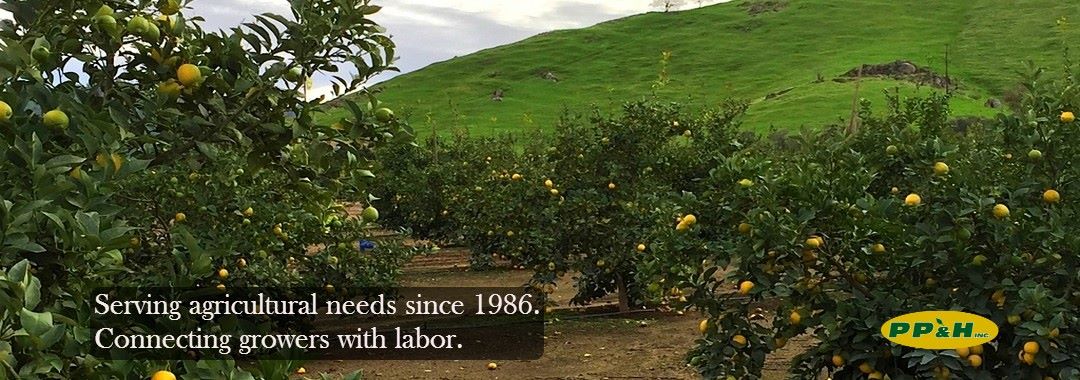 Pick Pack & Haul Inc.