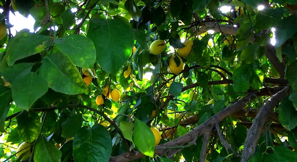 Pick Pack & Haul Inc.