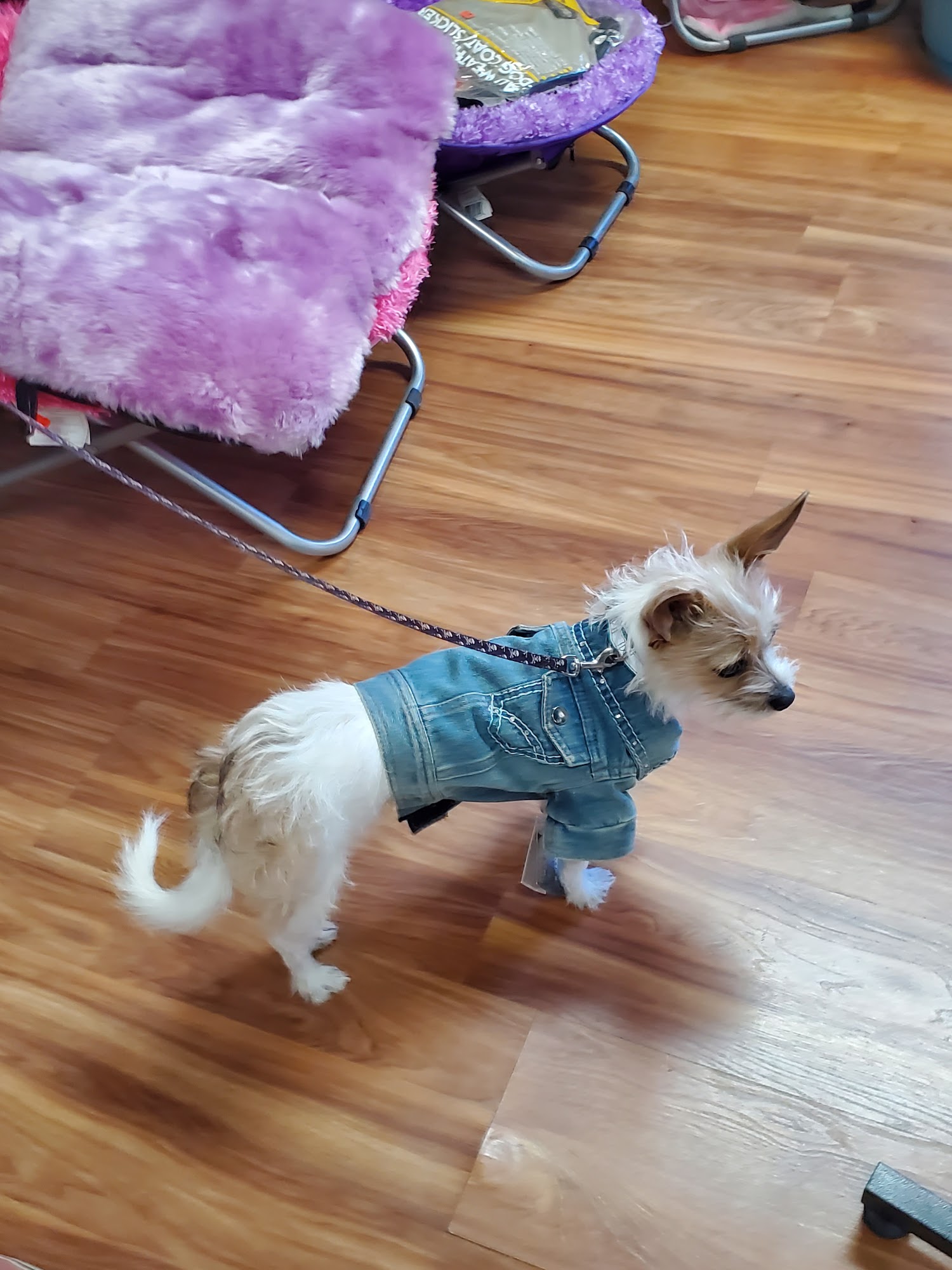 Kathy's Country Pet Shop Ramona