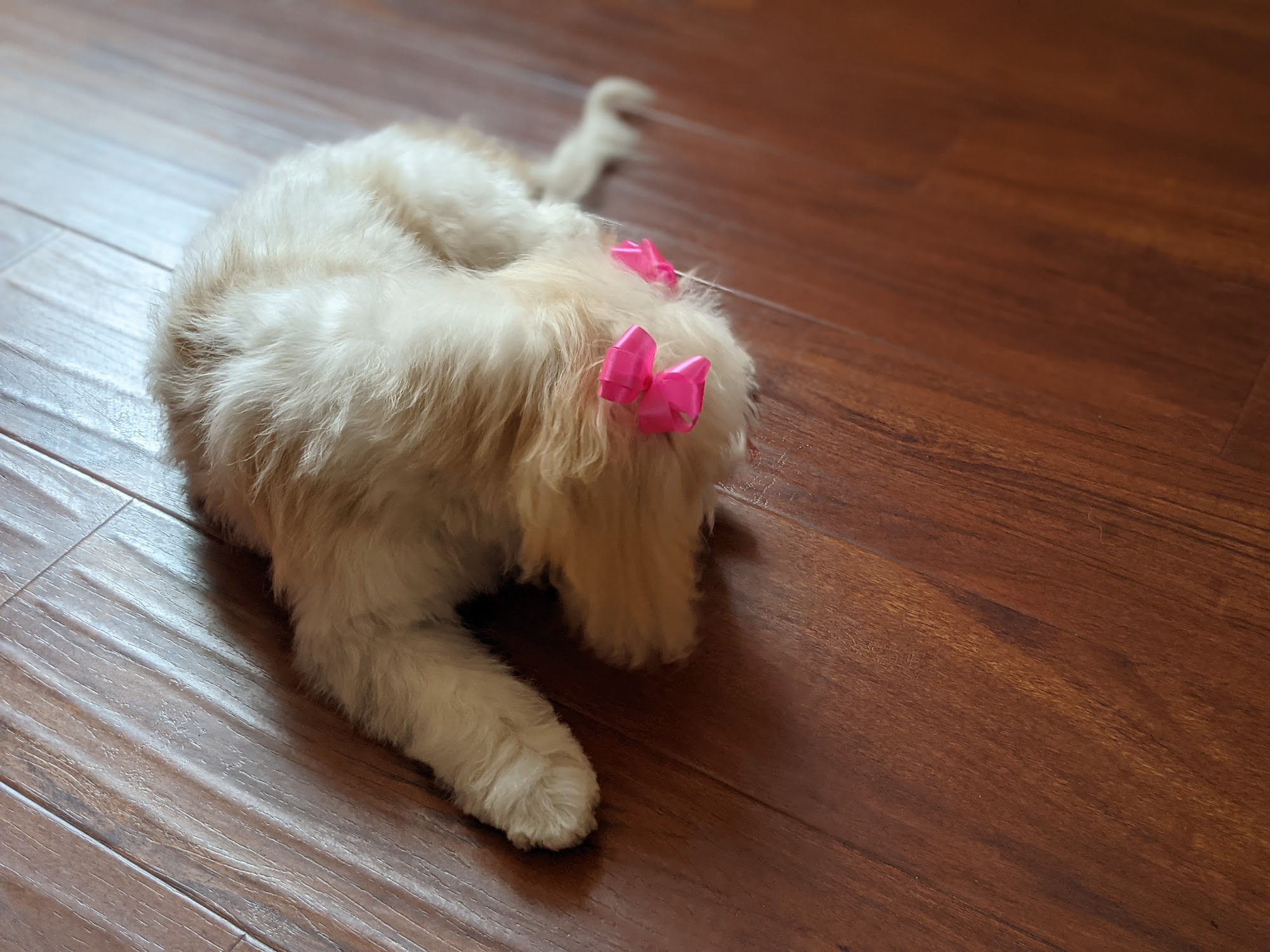 White Lion Pet Grooming Rancho Cordova