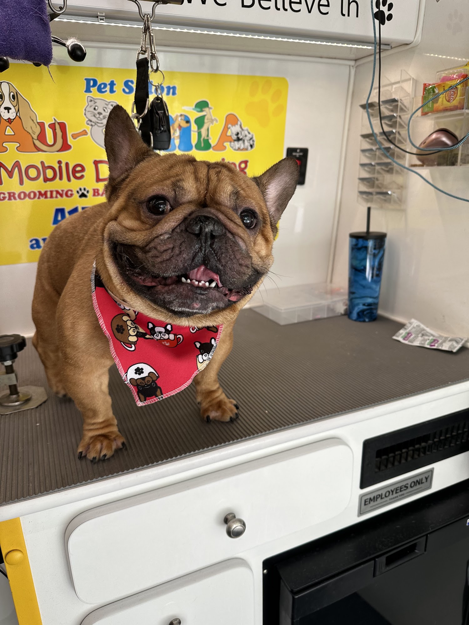 AUQMIA Pet Salon & Mobile Dog Grooming