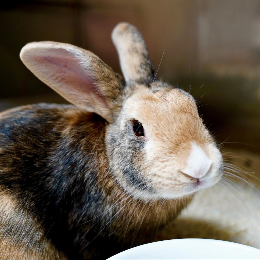 House Rabbit Society Richmond