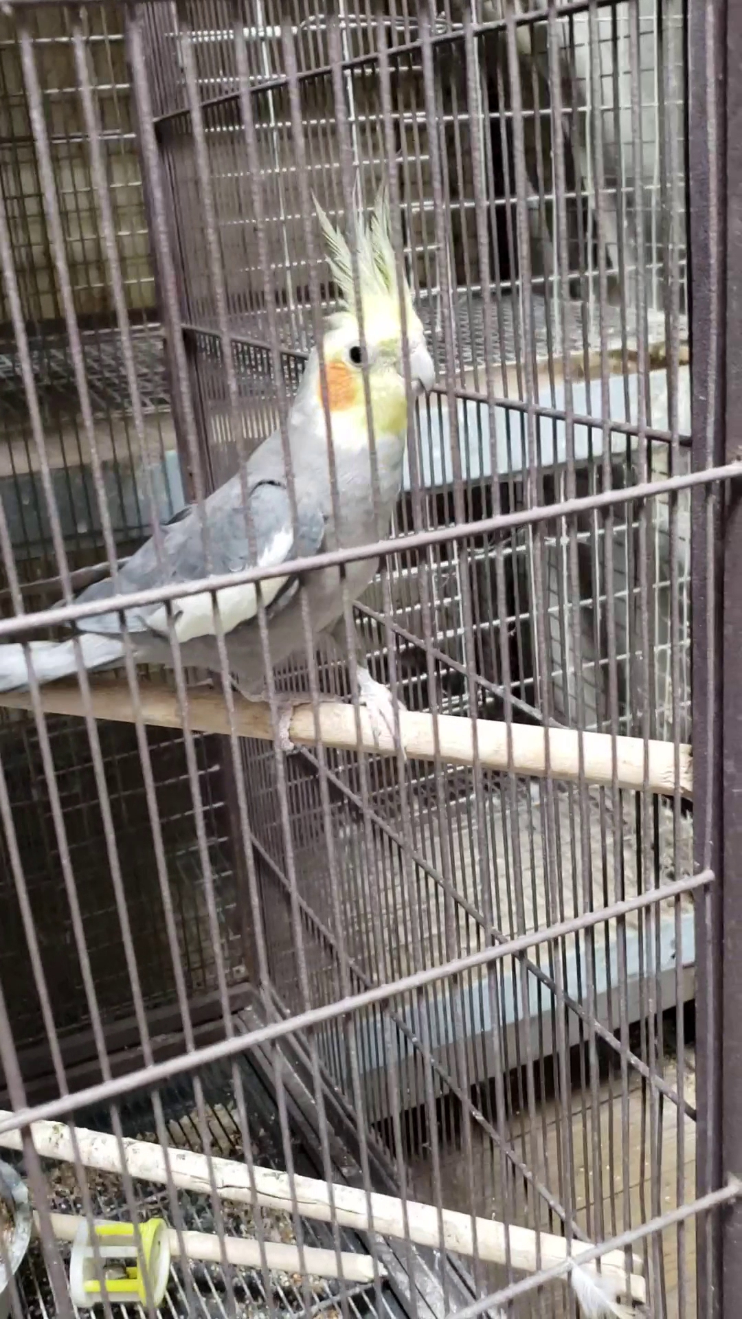 Pelayo's Feed & Grain Store Riverside