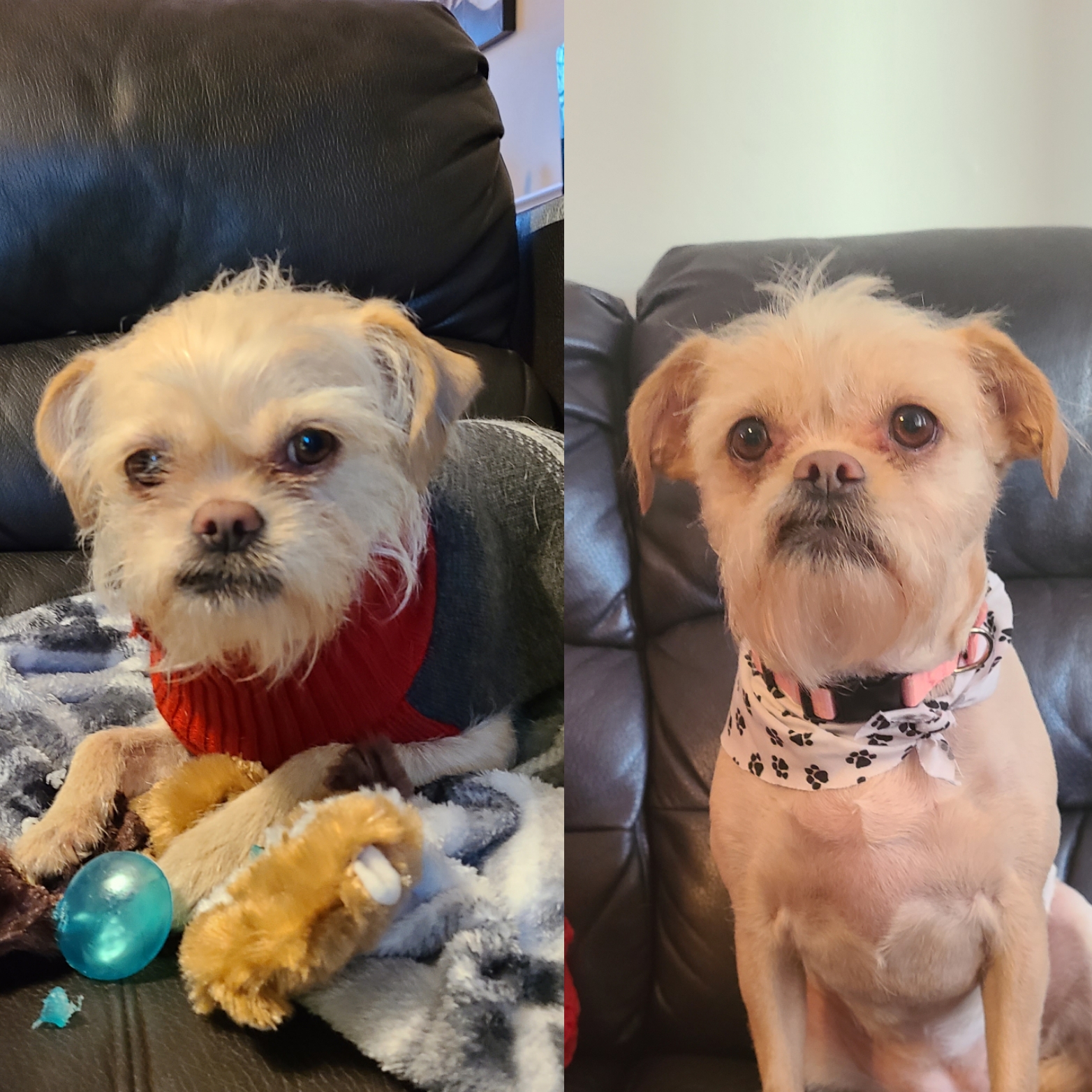 Lots O Love Pet Wash Center Riverside