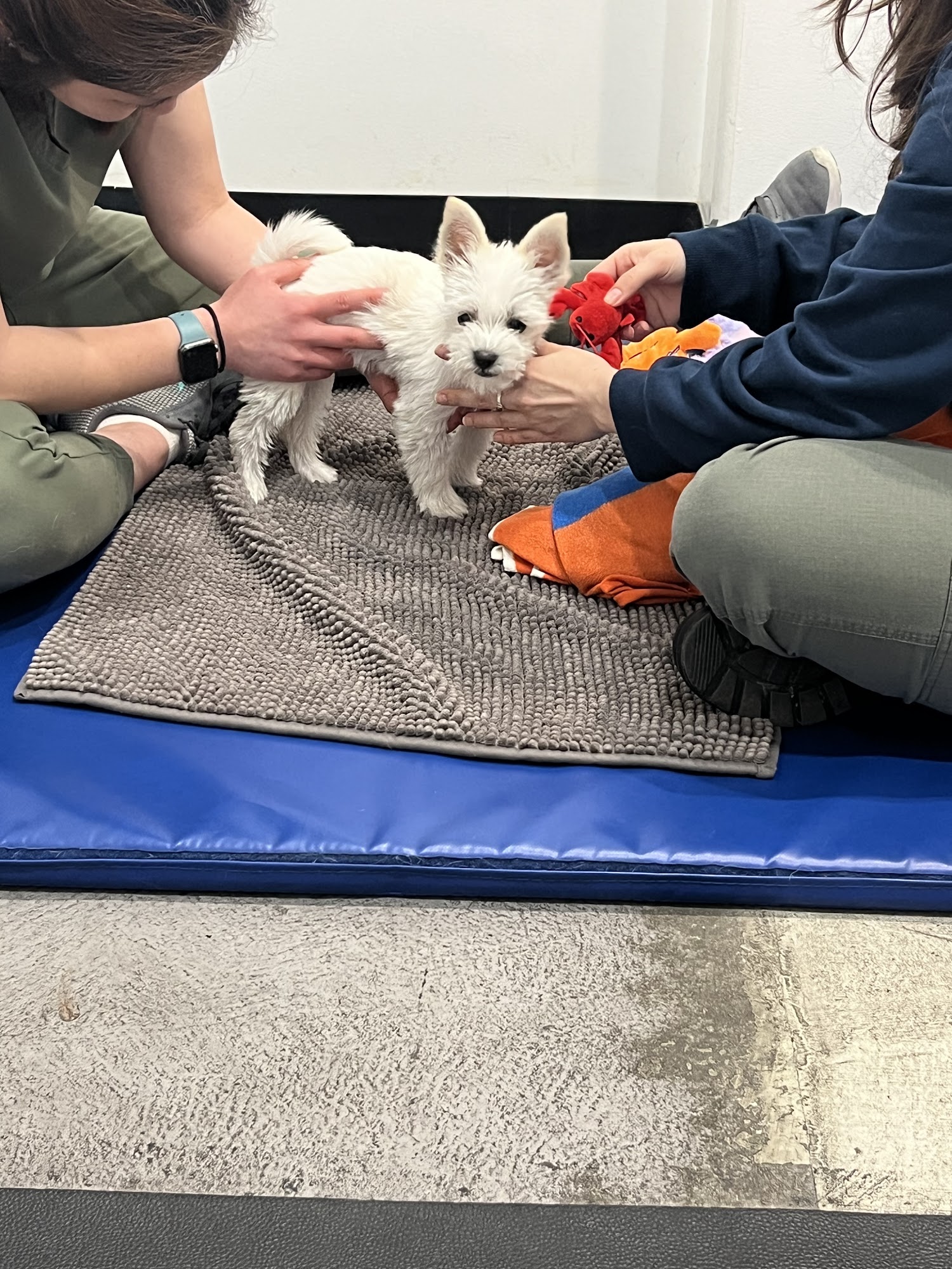 Beach Animal Rehabilitation Center - Rolling Hills Rolling Hills Estates