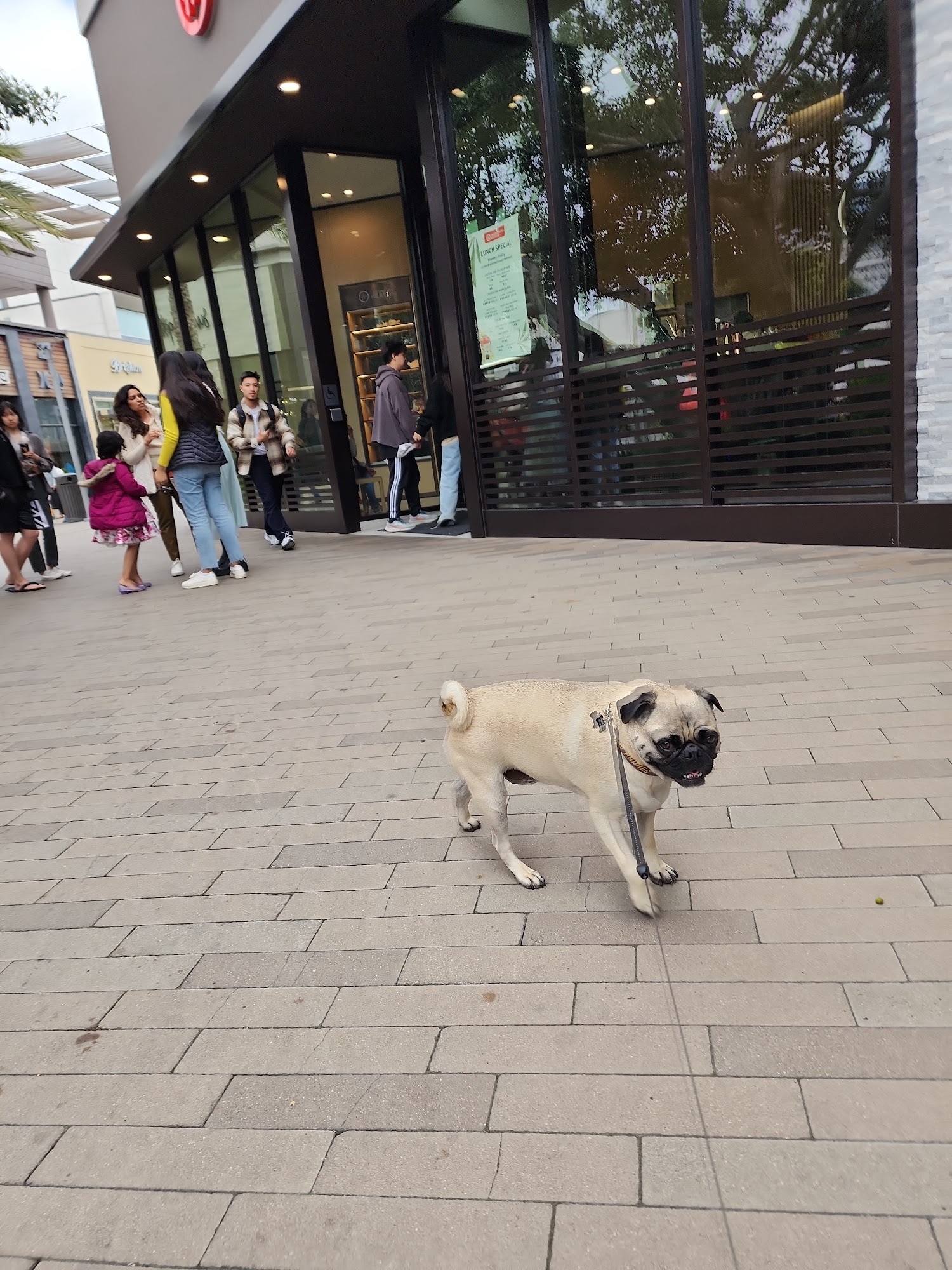 UTC Mall dog park San Diego