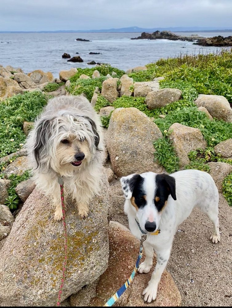 County of Santa Clara Animal Services San Martin