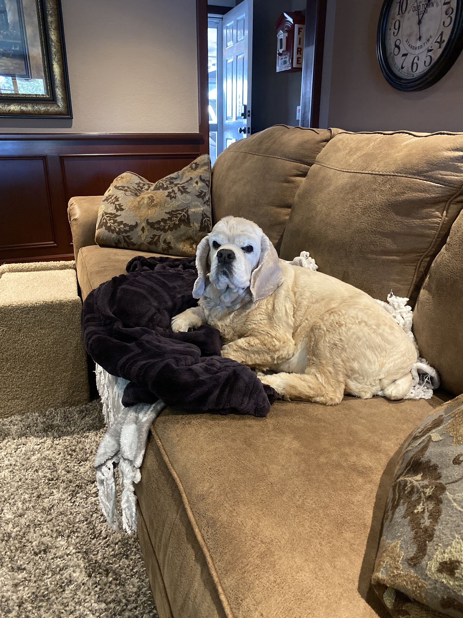 AKC California Cockers- They make every house a home Tulare