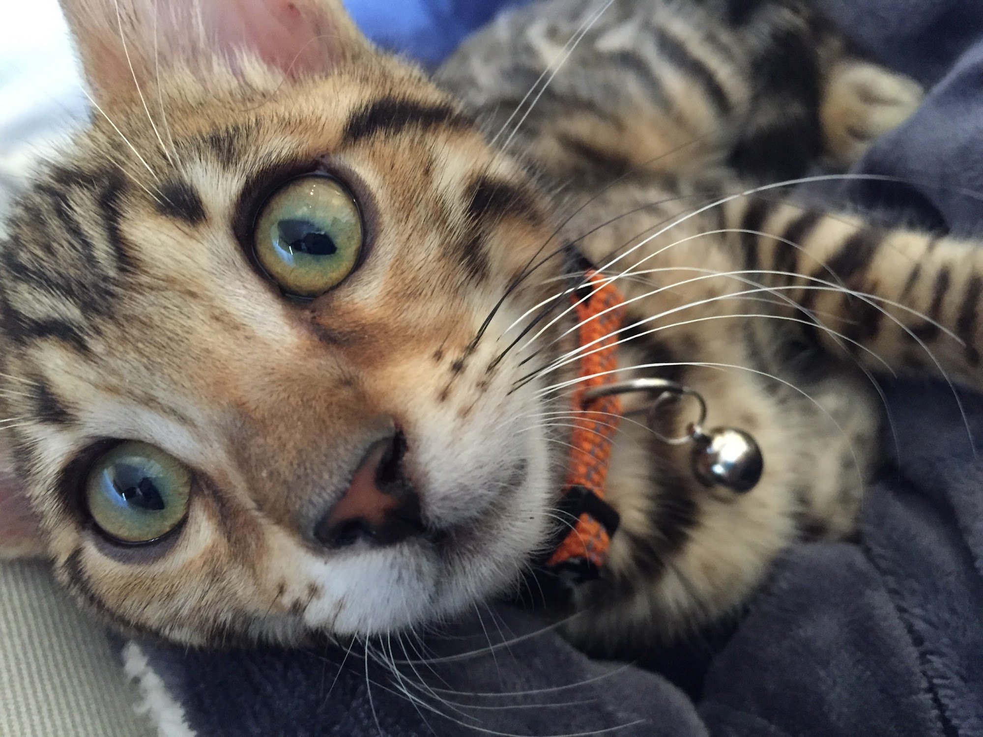 Spots of Gold Bengals Valley Springs