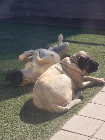 Visalia's VIP Pet Boarding & More Visalia