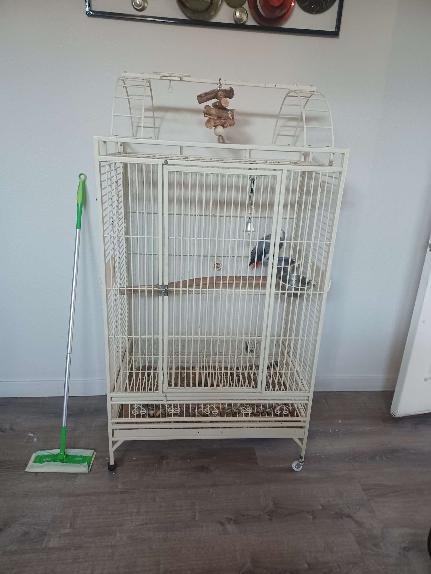 Birds Love Us Whittier