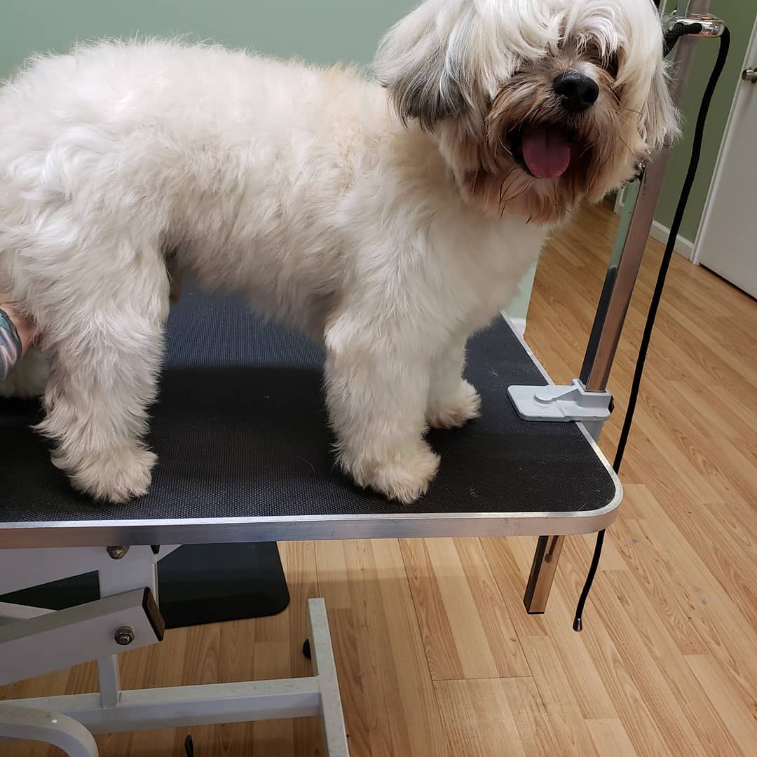 The Pooch Parlor Windsor